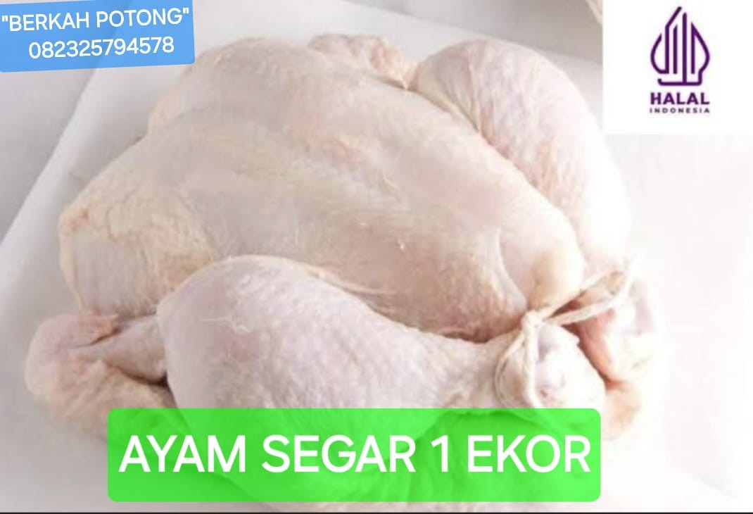 AYAM SEGAR 1 EKOR