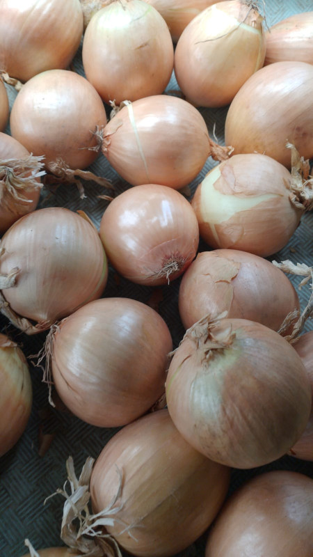 BAWANG BOMBAY