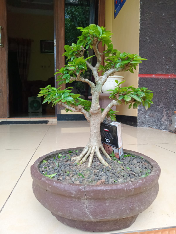 BONSAI ANTING PUTRI