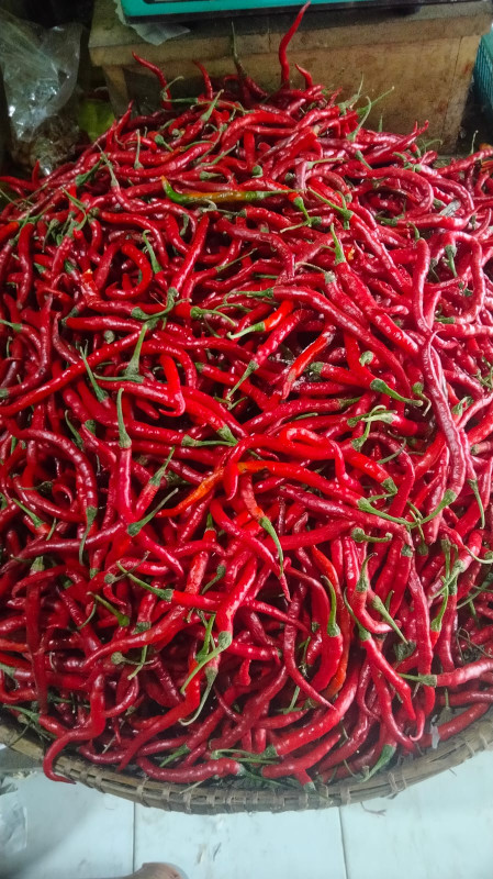 CABE MERAH KERITING